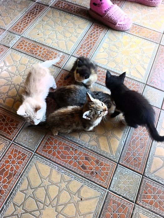 Отдаём котят в хорошие руки