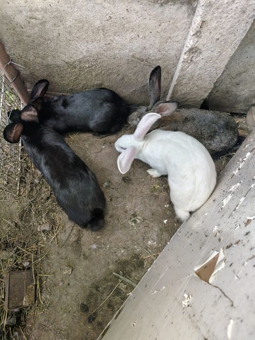Iepuri de vânzare