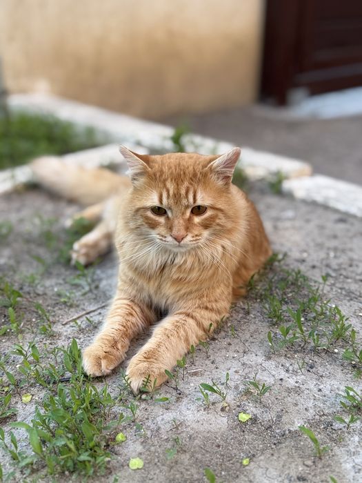 Котик в добрые руки