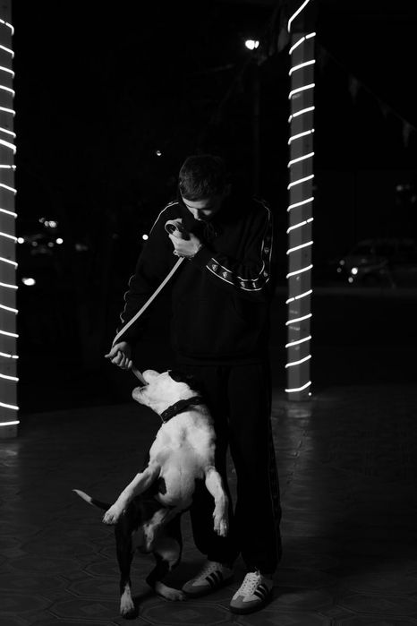 Собака чистокровный королевский Стафф на вязку