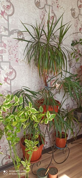 Комнатные цветы разные виды