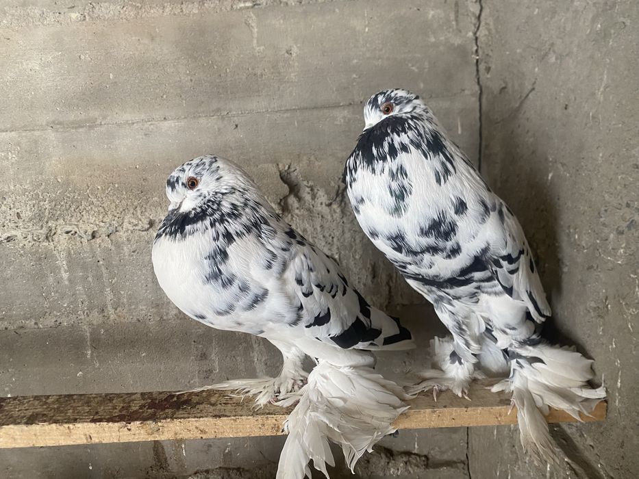 Schimb sau vand pereche gusati