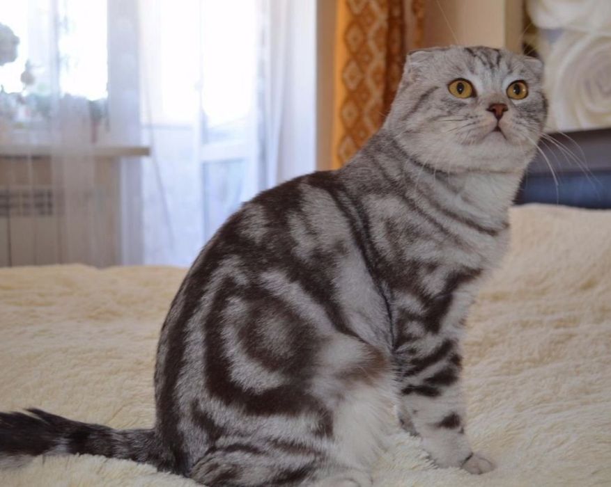 Котята шотландские