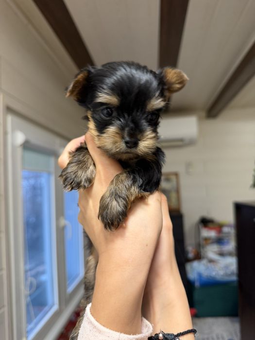 Йоркширски териер