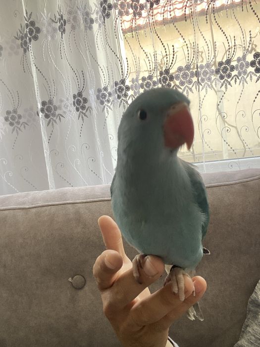 Vand pui Micul Alexander