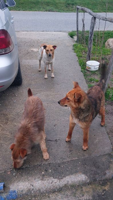 Cățelușe spre adopție