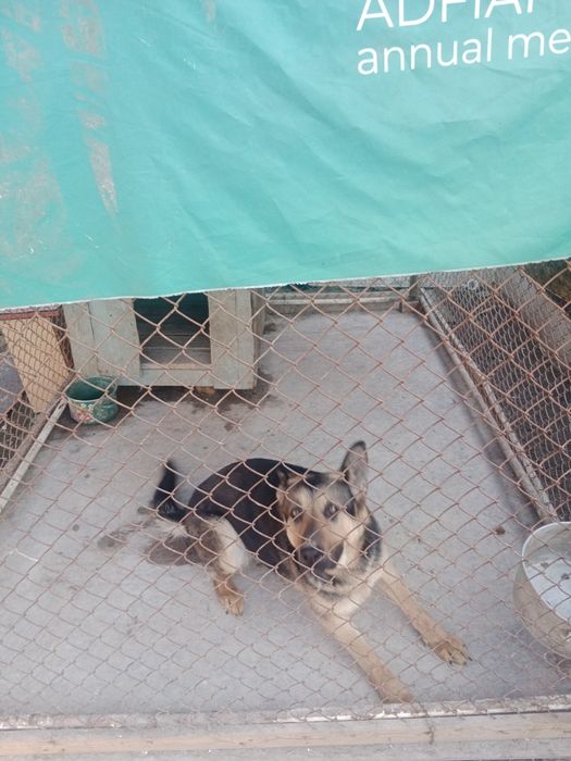 Овчарка немецкий