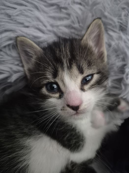 Котята бесплатно