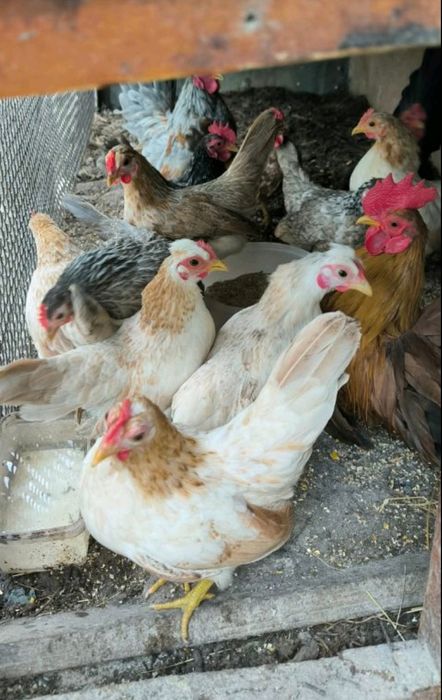 Продавам Серами, цената е за чифт (декоративни кокошки и петлета)