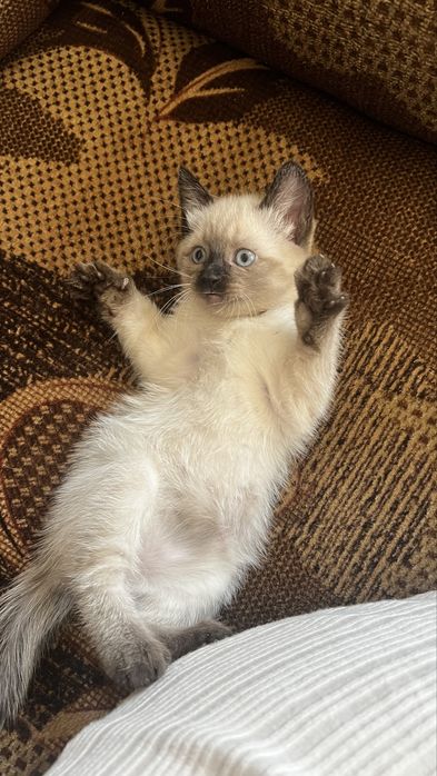 Девочка кошечка