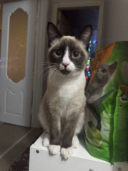 Отдам котенка в добрые руки