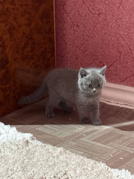 Мушук сотилади 15-июлда туғилган