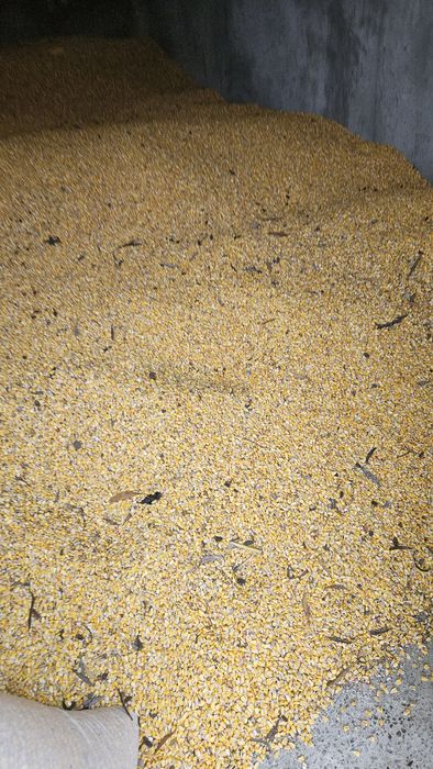 De vanzare Graunte 2025