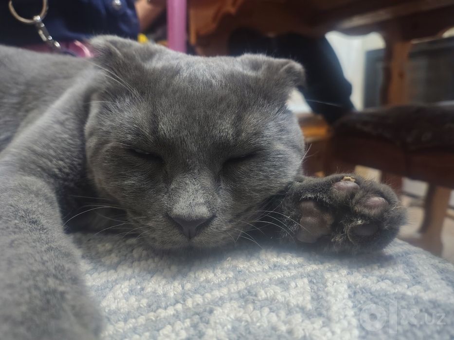 Нашли кота, найден кот