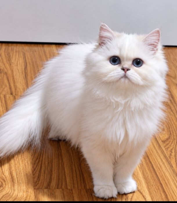 Fetiță British Longhair -certificat pedigree