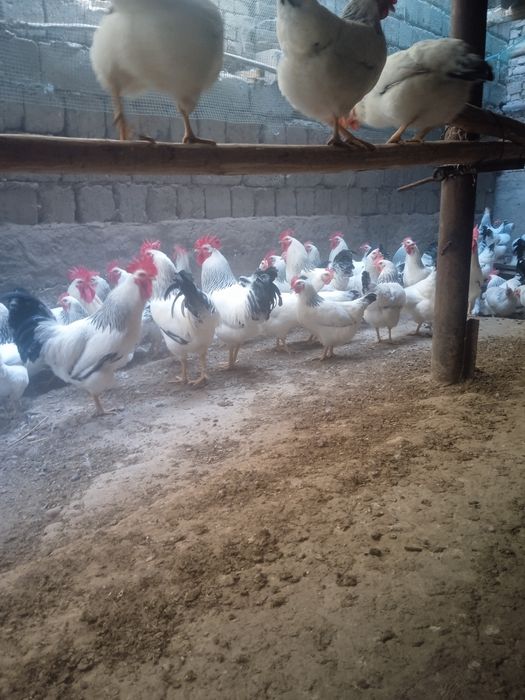 Адлер тоувгини жужалар сотилади