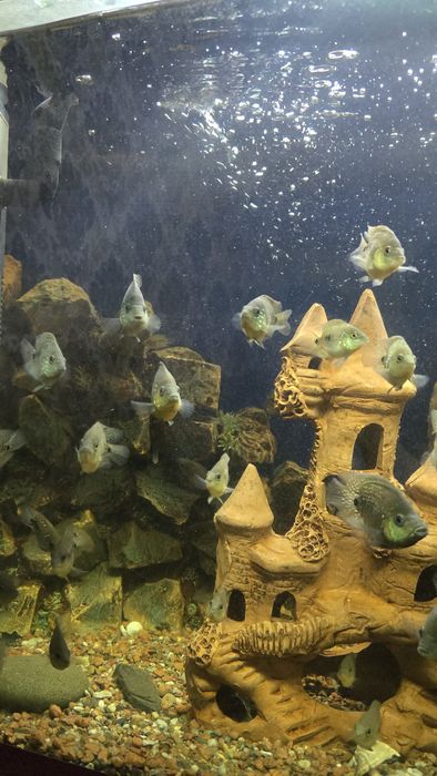 Бриллиантовая цыхлазома (рыба, аквариумные рыбы)