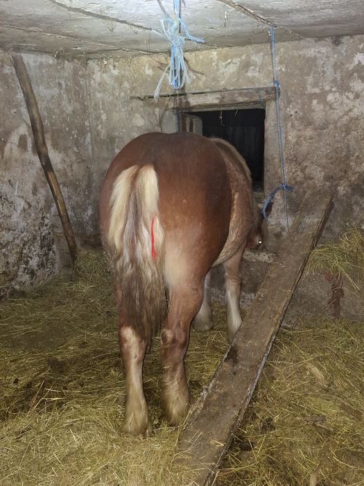 Vând manza de 9 luni