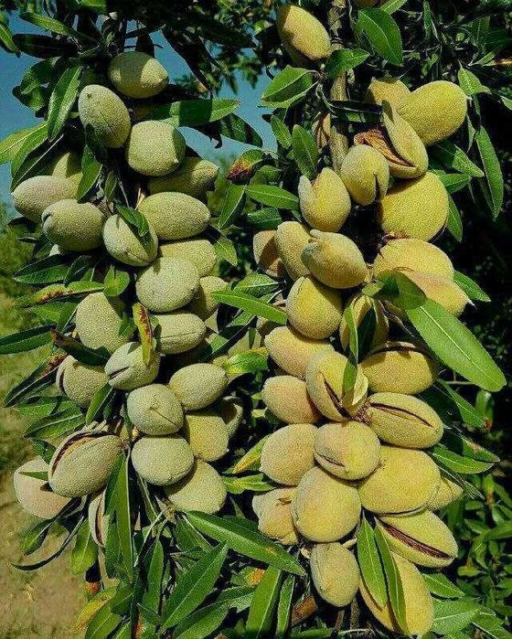 Мевали манзарали кучатлар