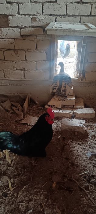 Астролоп хуроз товук жужалари сотилади