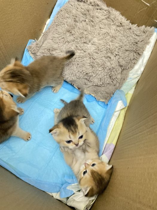 котята  шиншиллы
