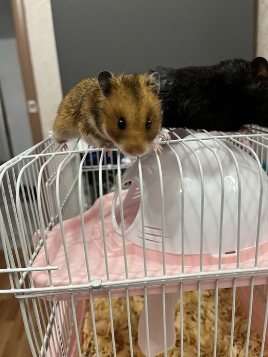 Хомяки. Всё одам две хомяка 11000тысеч