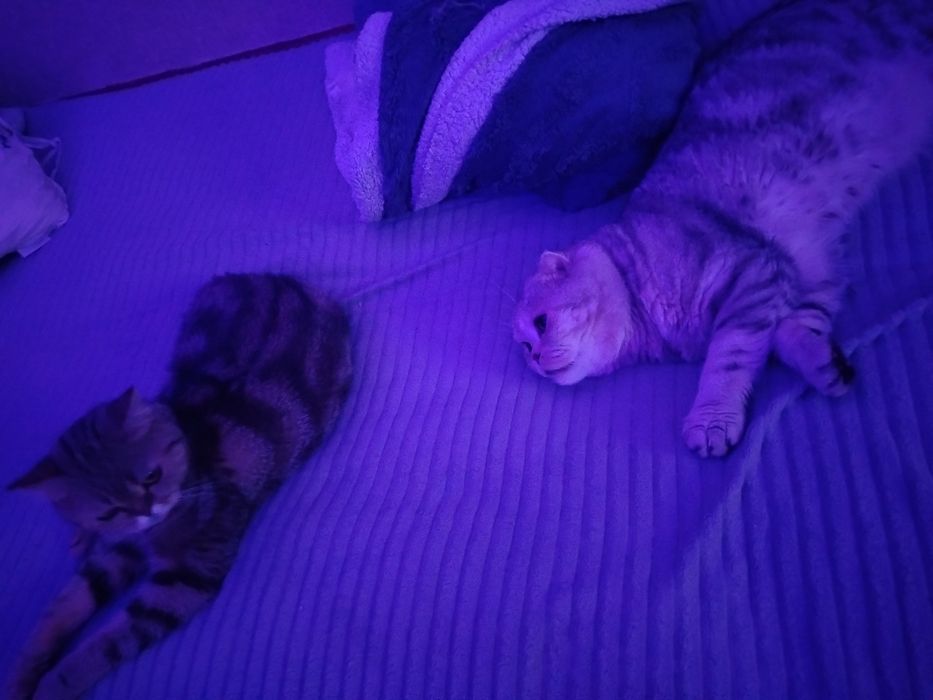 Кот для вязки. Скоттиш фолд.