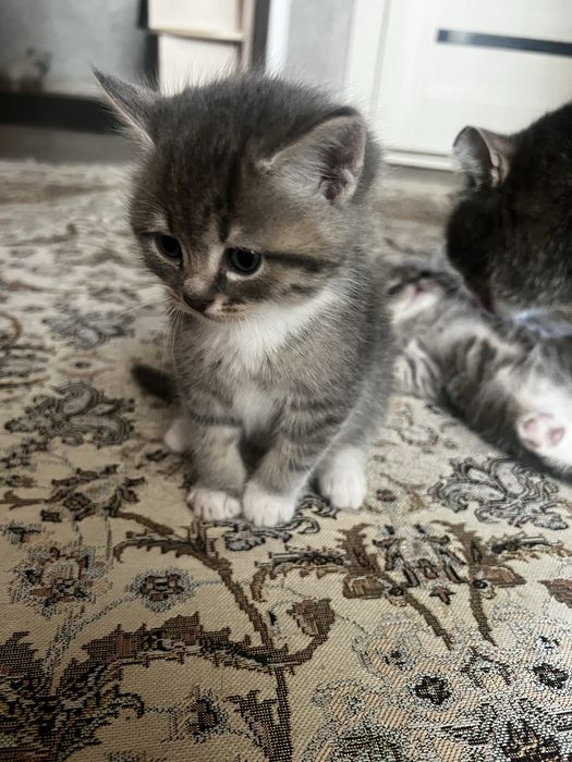 Отдам котят в добрые руки