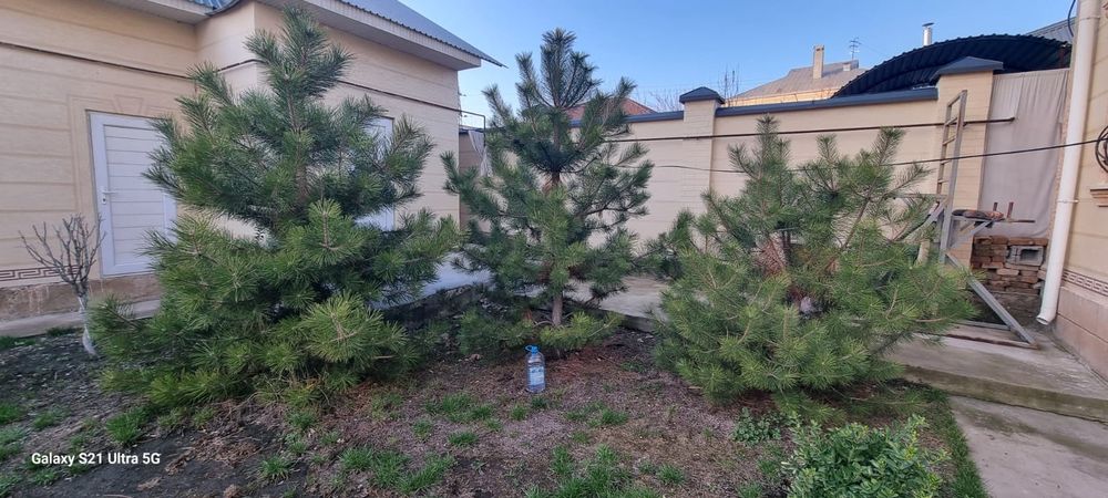 Крымская сосна, можжевельник бонсай