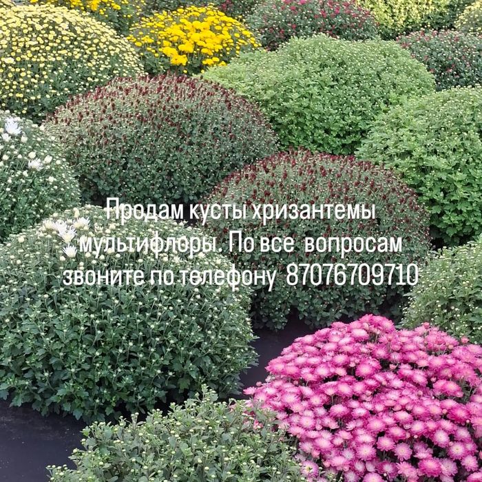 Продаются шикарные, плотные  кусты-шары хризантемы мультифлоры.