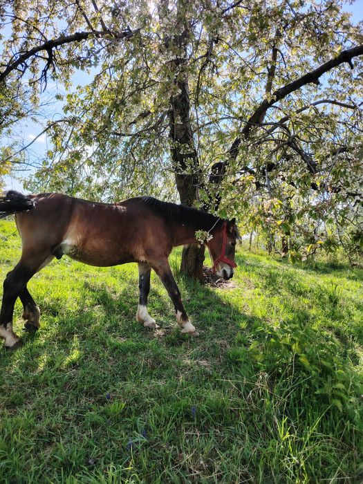 Vând armăsar blând