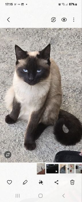 Qiz bola qinining rivojlanishi