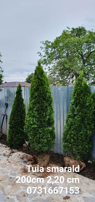 Tuia smarald Calitate extra