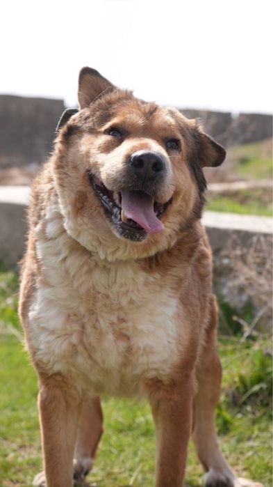 Хлоя. Ищет семью . В добрые руки