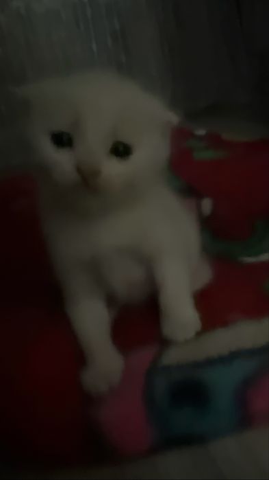 котята веслоухие