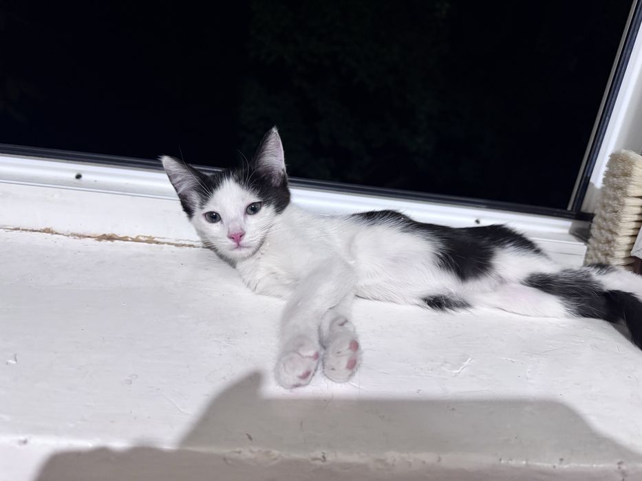 Котята 2 шт мальчик девочкк