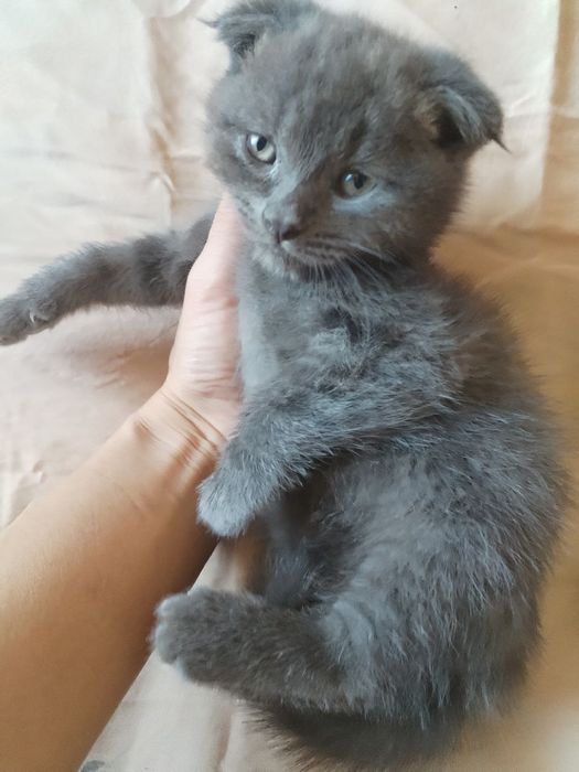 Продаются котята