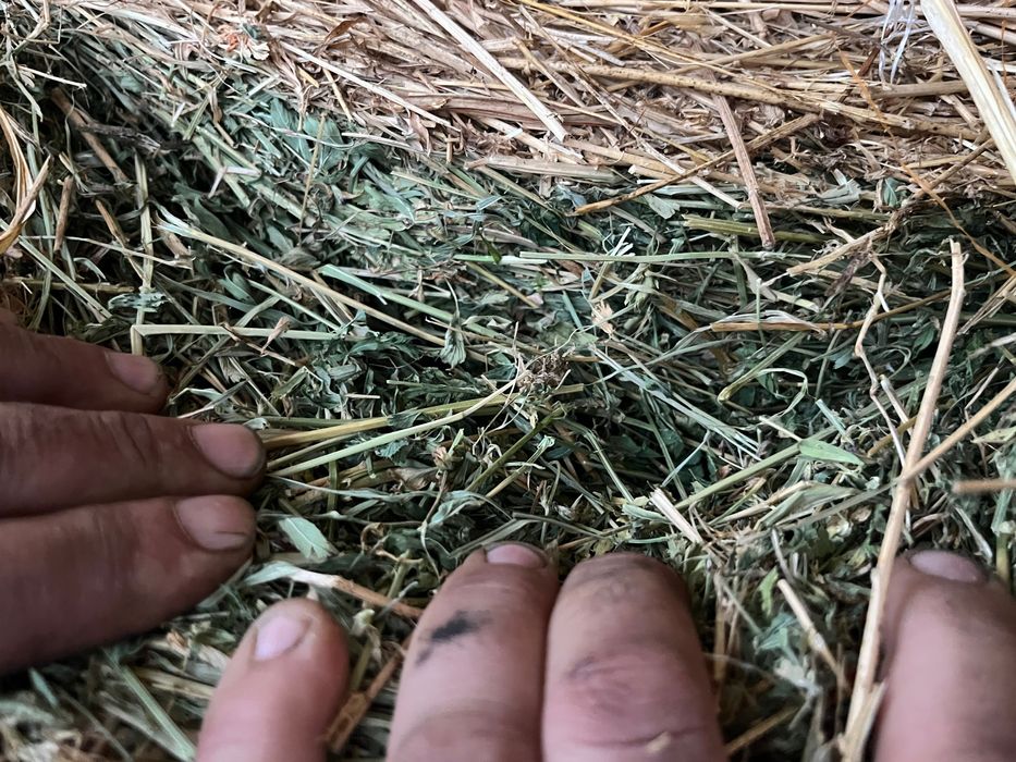 Бали люцерна и слама