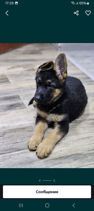 продаже щенки немецкой овчарки.
