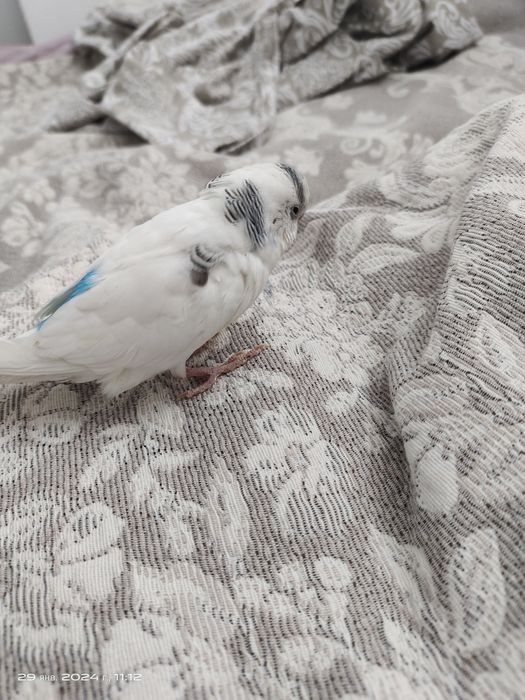 Парочка попугая мальчик и девочка