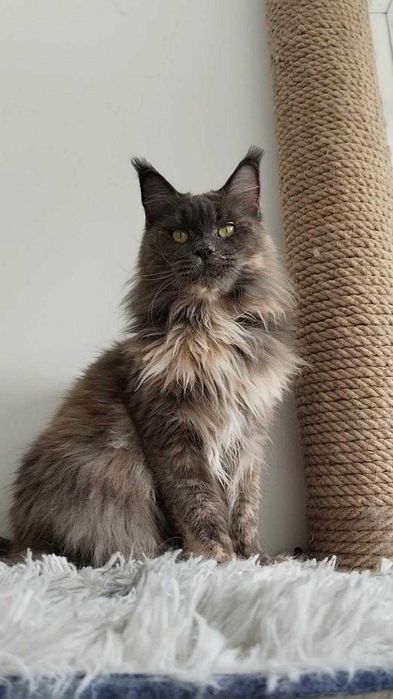 Galaxy – femelă Maine Coon sterilizata, blue tortie, 2 ani, pedigree