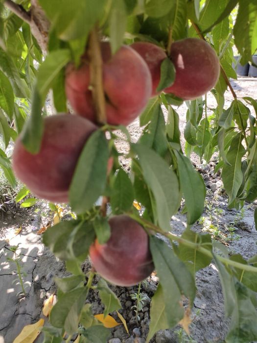 Саженцы деревья из дома