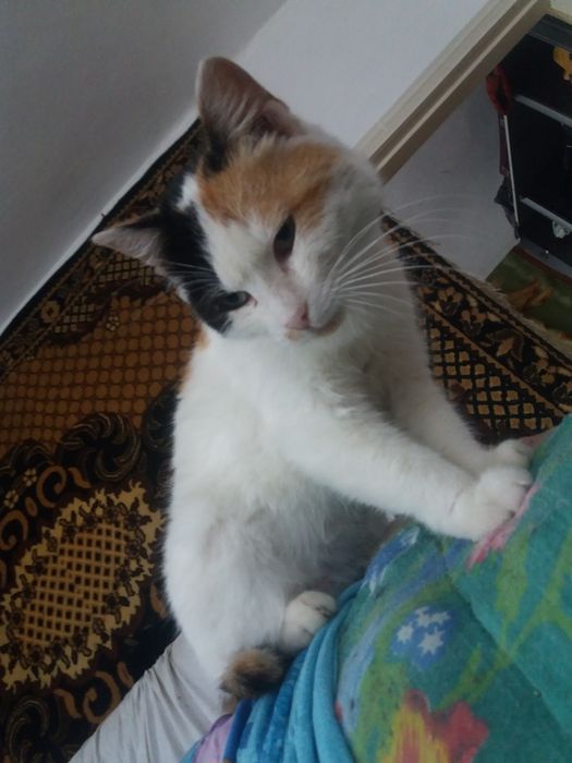 Кошка СТЕРИЛИЗованая