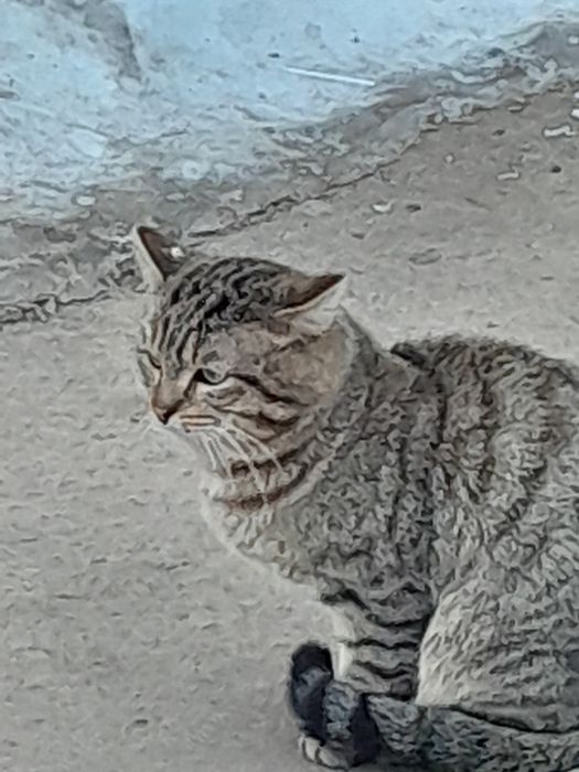 Котята ищут дом.