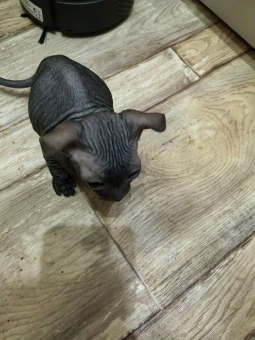 Продам котят сфинкса