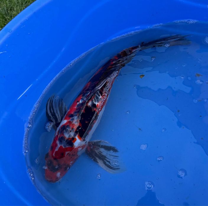 Crapi koi de vanzare