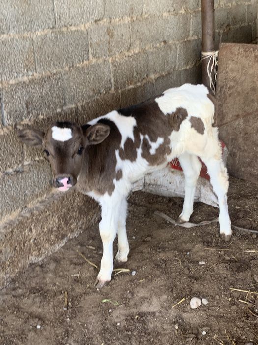 Симентал ұрғашы бұзау бар