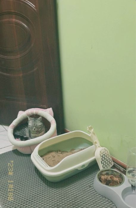 Бүкіл дүниясымен берем,қыз мысық