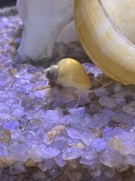 Продам улиток Ампулярия