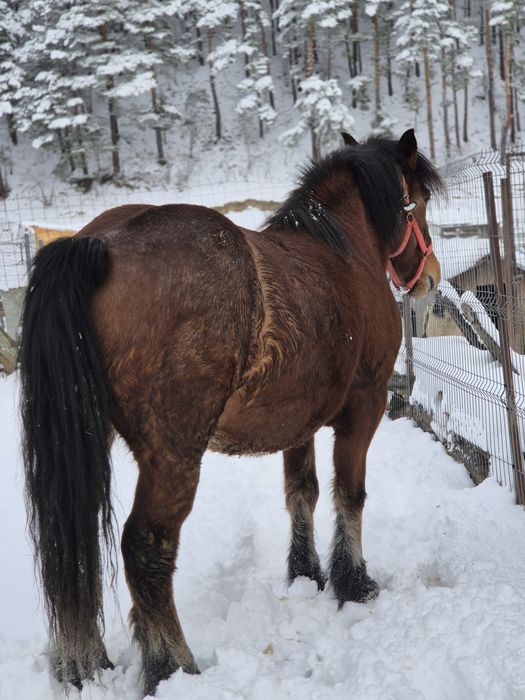 Iapă de 4 ani de vanzare